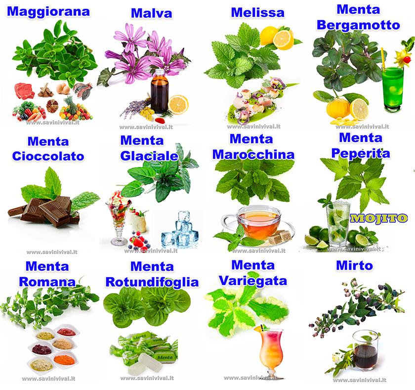 Catalogo Piante Aromatiche Savini Vivai